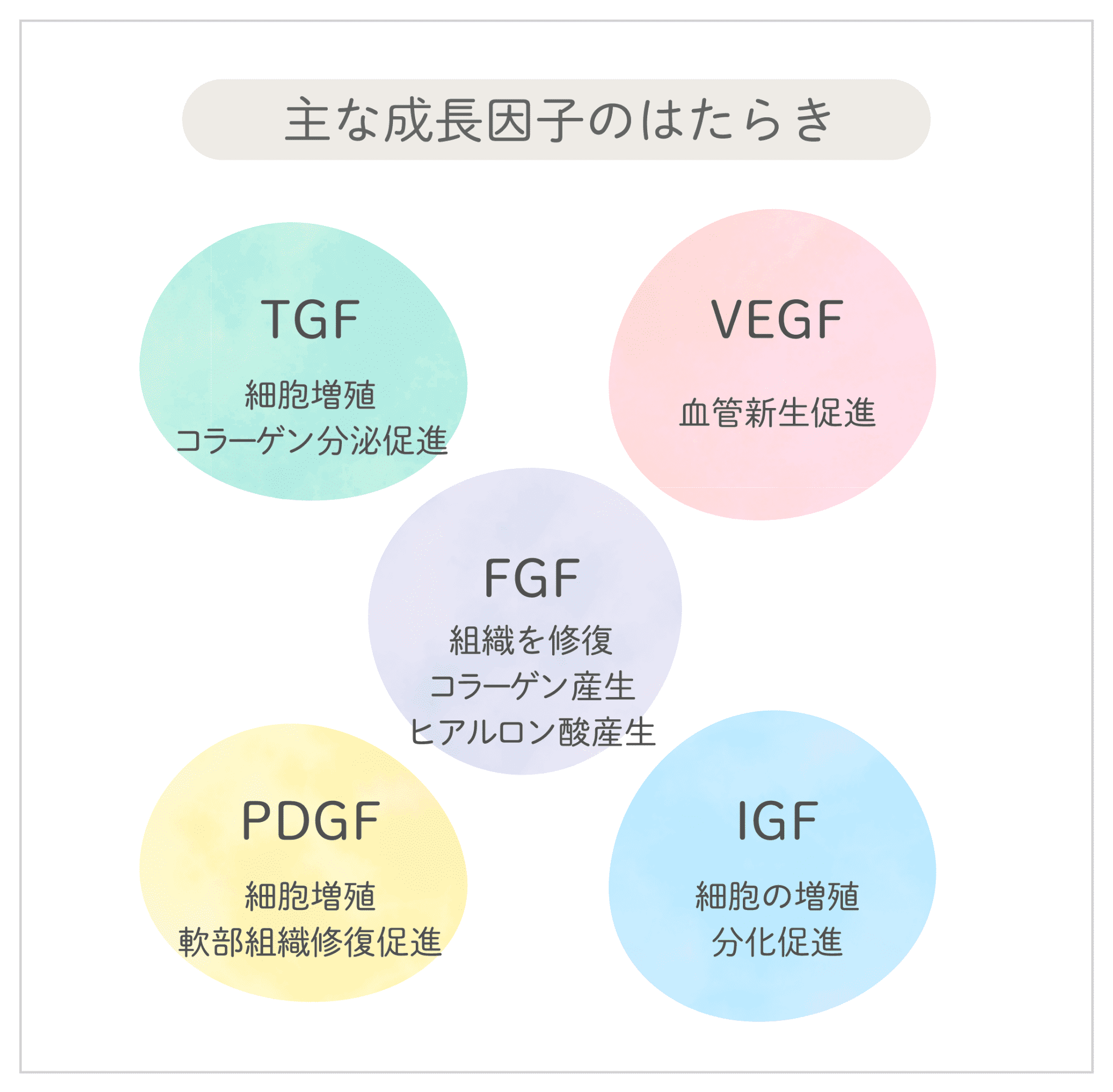 主な成長因子のはたらき